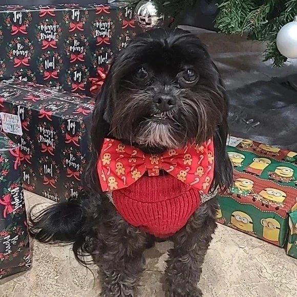 Gingerbread and Candy Cane Dog Bow Tie - Picture 2 of 7